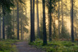 © FOLIO - Footpath in forest