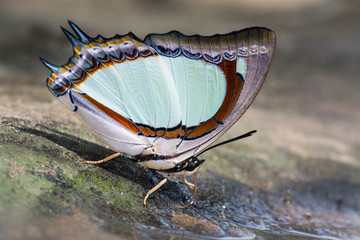 Wall Mural - Indian Yellow Nawab or Polyura jalysus jalysus (C. & R. Felder, 1867) :  beautiful light green butterfly eating on ground, Thung saieang luang, Thailand.