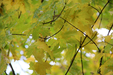 Wall Mural - autumn maple leaves on tree branches