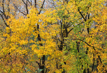Wall Mural - autumn maple leaves on tree branches
