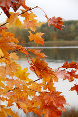 Wall Mural - autumn maple leaves on tree branches