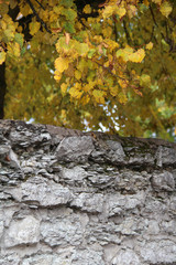 Wall Mural - autumn maple leaves on tree branches