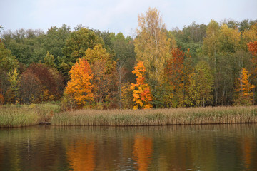 Wall Mural - trees in forest with autumn foliage on lake