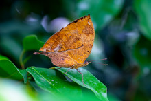Dead Leaf Butterfly , Kallima Inachus, Aka Indian Leafwing, Standing Wings Folded On A Bamboo Branch, Dead Leaf Imitation.