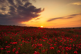 Fototapeta Do pokoju - Poppy field at sunset, warm light
