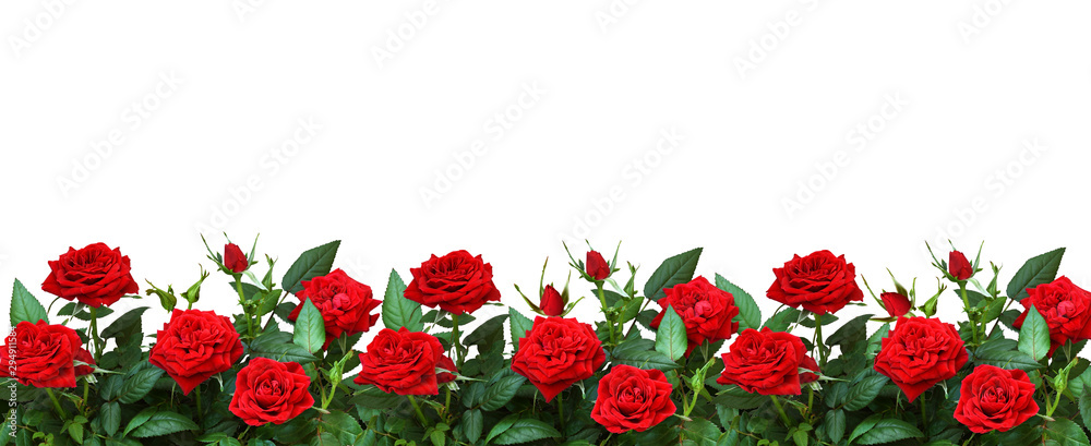 Red rose flowers in a border - obrazy, fototapety, plakaty 