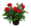 Red rose flowers in a pot