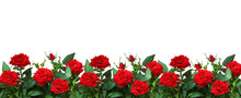 Red Rose Flowers In A Border