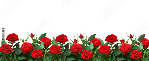 Fotografía Red rose flowers in a border