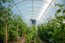 Inside Private Greenhouse With Plants In Home Garden