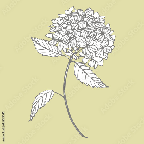 Hydrangea graphic illustration in vintage style. Flowers drawing and sketch w...