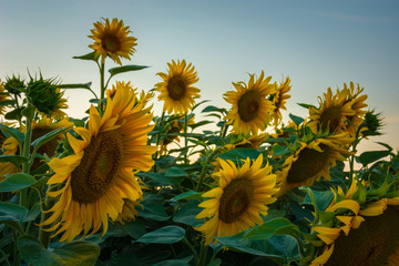 Wall Mural - Large sunflowers against the sky, a close-up of the flowers