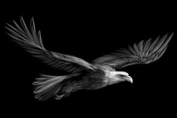  Soaring bald eagle. Graphic black and white drawing of a bird of prey on a black background.