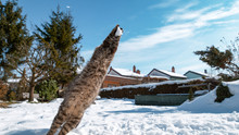 CLOSE UP: Cute Cat Jumps And Outstretches Paws At The Snowball Flying Towards It