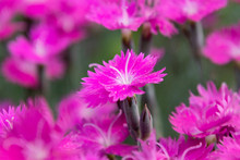 A Beautiful, Bright Pink Dianthus Firewitch Flower Blooming