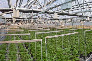 Wall Mural - Marijuana Farm in Oregon