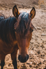 Portrait of the head of a horse