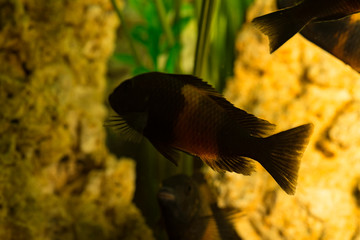 Wall Mural - African fish Trophyus Cichlids living in Lake Tanganyika