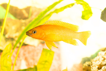 Wall Mural - African fish Trophyus Cichlids living in Lake Tanganyika