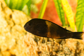 African fish Trophyus Cichlids living in Lake Tanganyika