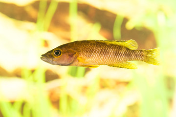 Wall Mural - African fish Trophyus Cichlids living in Lake Tanganyika