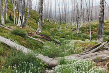 A Previously Burnt Subalpine Forest Rebounds In Summer With Lodgepole Pine And A Variety Of Wildflowers, Yarrow, Aster, Arnica And Corn Lily. ,Lodgepole Pine Forest