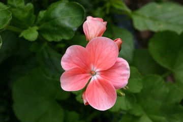 Wall Mural - bright pink geranium