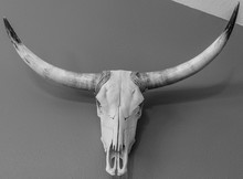 Mounted Skull