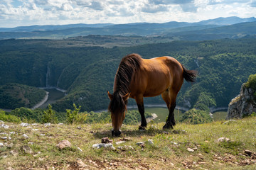 Horse in mountains