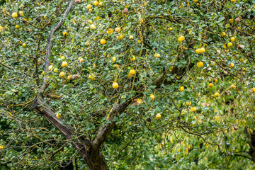 Wall Mural - Quittenbaum mit reifen Quitten Früchten