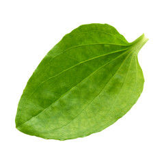 Wall Mural - plantain isolated on white background. one green leaf