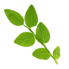 Wall Mural - blueberry branch with leaves isolated on white background.