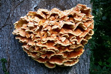 A Fine Example Of Chicken Of The Woods Growing On A Tree