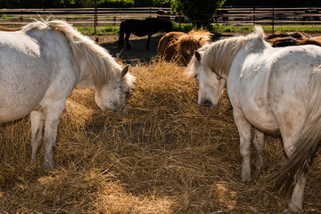 Eating white ponies, little ponies eating, white ponys