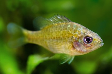 Wall Mural - redbreast sunfish, Lepomis auritus, juvenile freshwater fish species in nature aquarium, highly adaptable invasive and ornamental predator from North America in temperate European biotope