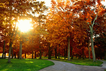 Wall Mural - Sun shinning through vibrant autumn trees. Late day light.