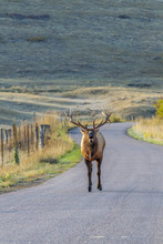 Bull Elk Bugles While Standing In The Road.