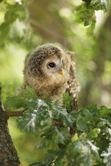 Wall Mural - Nestling of tawny owl - Strix aluco sit on the branch, Czech republic