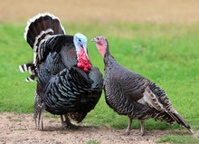 Gobbler. Male And Female Turkeys On Farm, A Couple Of Home Birds, You're Shooting Outdoors.