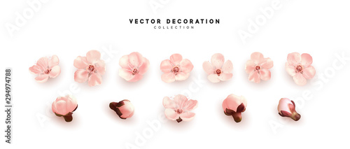 Cuadros en Lienzo Flower flowering against isolated on white background