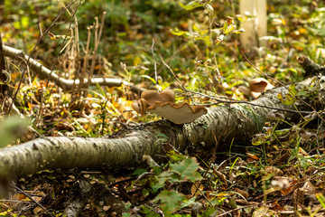 Sticker -  mushrooms on the tree in autumn forest