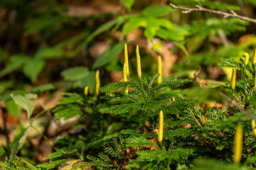 Wall Mural - White pine seedlings in autumn forest