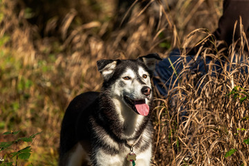 Sticker - Young dog on the meadow at play.