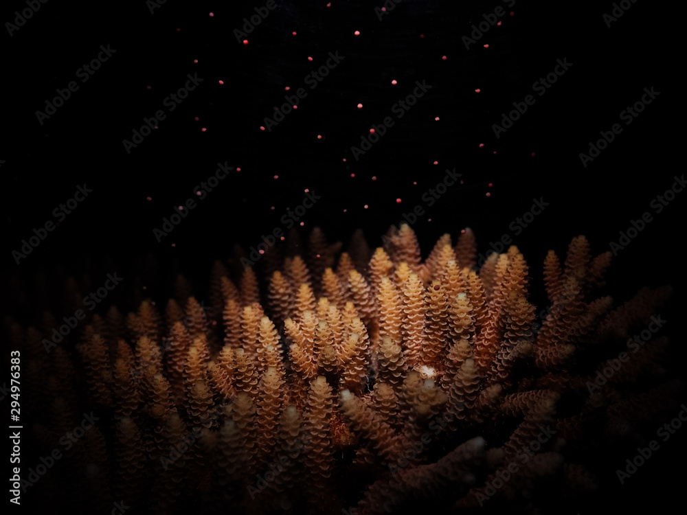 Sexual reproduction of corals, also called Coral Spawning. The coral Acropora tenuis (Dana, 1846) releasing multiple egg-sperm bundles into the water for external fertilization at the water surface. - obrazy, fototapety, plakaty 