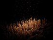 Sexual reproduction of corals, also called Coral Spawning. The coral Acropora tenuis (Dana, 1846) releasing multiple egg-sperm bundles into the water for external fertilization at the water surface.