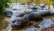 Hungry Alligators Ready To Eat