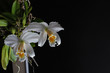 orchid on a black background