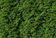 Nature Background Of Arborvitae Hedge, Textures In Green