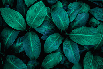 leaves of Spathiphyllum cannifolium, abstract green texture, nature background, tropical leaf