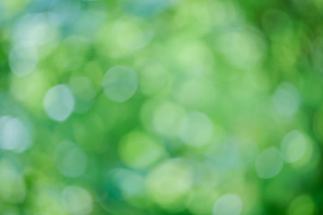 Natural green blurred background for as illustrated